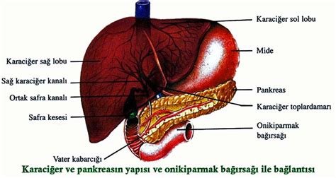 insanda karaciğer sağdamı soldamı